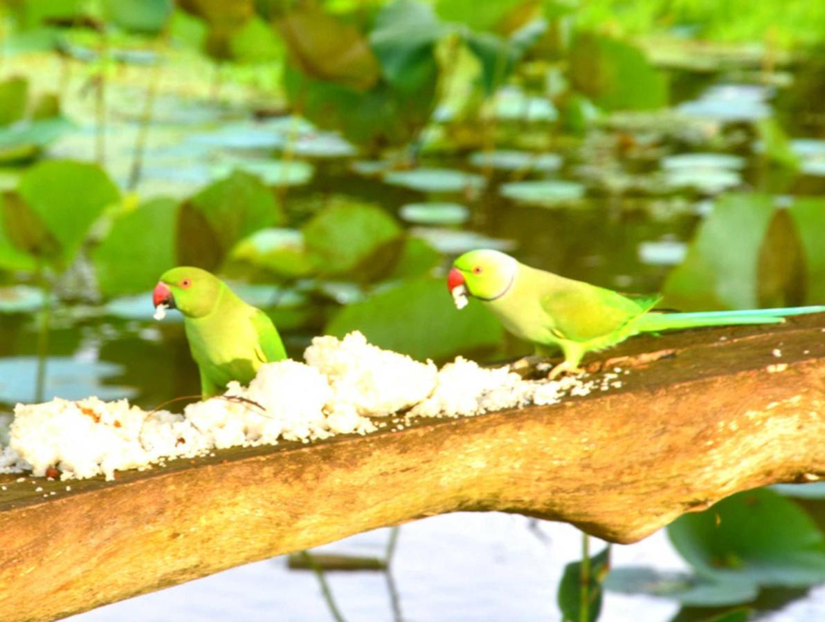 Meegahapokuna Resort アヌラーダプラ エクステリア 写真